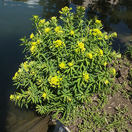 Euphorbia, Mole plant, Caper spurge